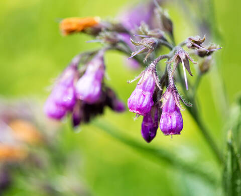 ALLANTOIN