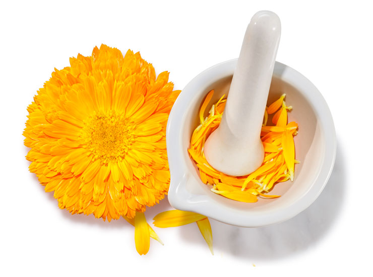 Calendula là gì?