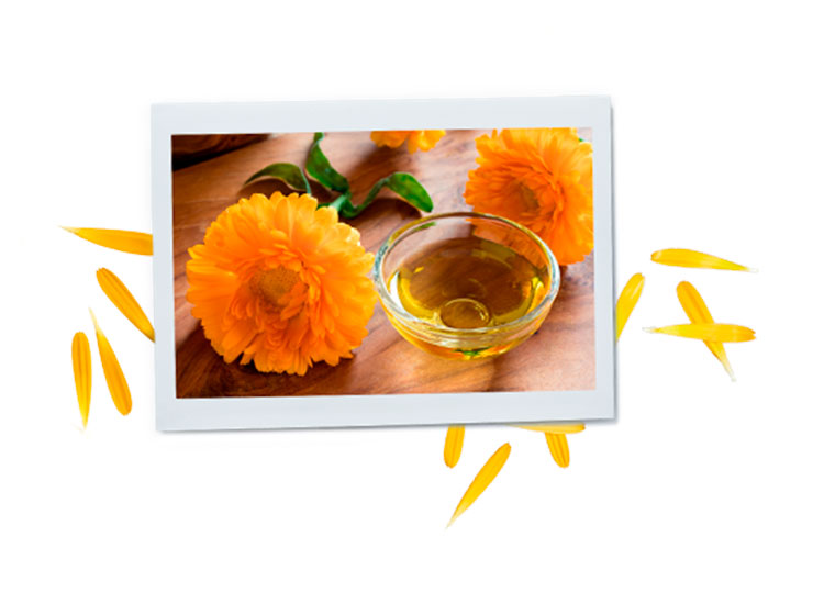 Những lợi ích của Calendula