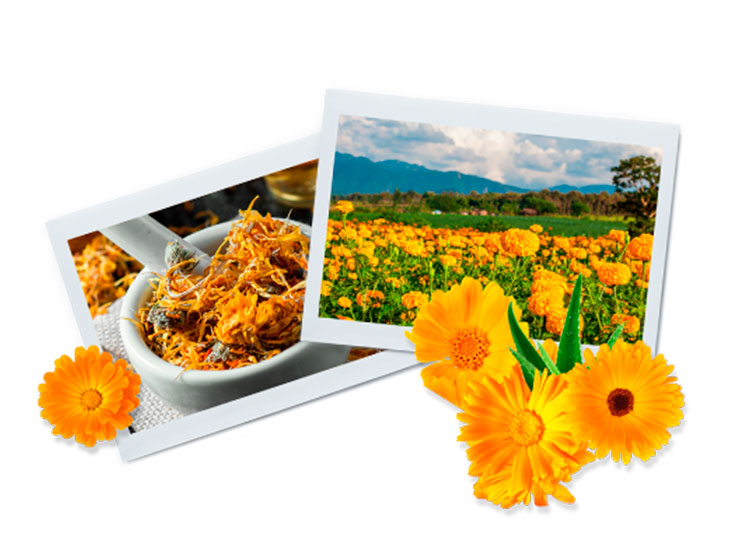 Calendula chứa những chất nào?
