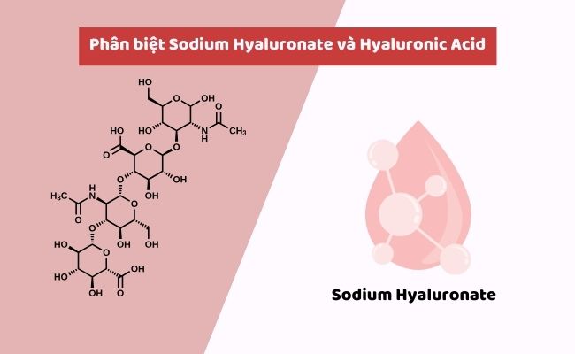 Phân biệt Sodium Hyaluronate và Hyaluronic Acid