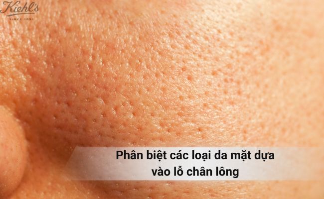 Phân biệt các loại da dựa vào lỗ chân lông