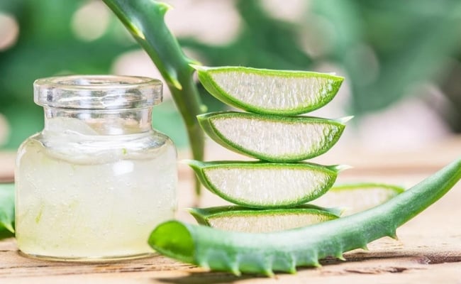 Cách trị mụn bằng nha đam tươi