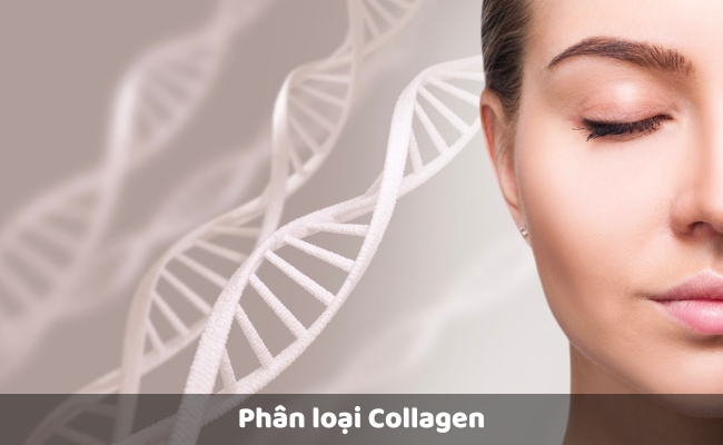Phân loại Collagen 