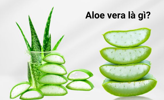 Aloe Vera (Lô Hội) Là Gì? Công Dụng, Cách Sử Dụng Làm Đẹp Da | Kiehl's