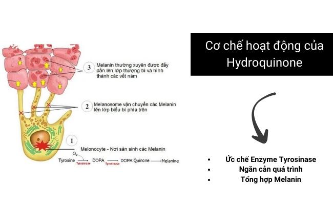 Cơ chế hoạt động của Hydroquinone