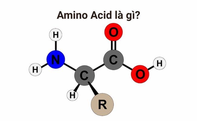 Amino Acid là gì?