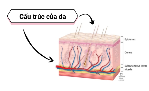 Cấu Trúc Của Da, Các Tầng Lớp Và Vai Trò Của Da | Kiehl's