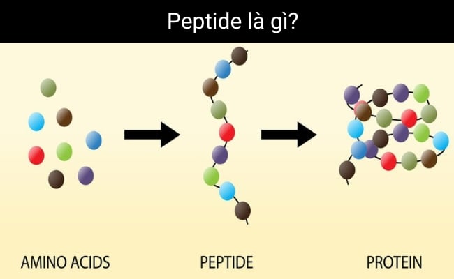 Peptide là gì?