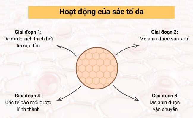 Hoạt động của sắc tố da
