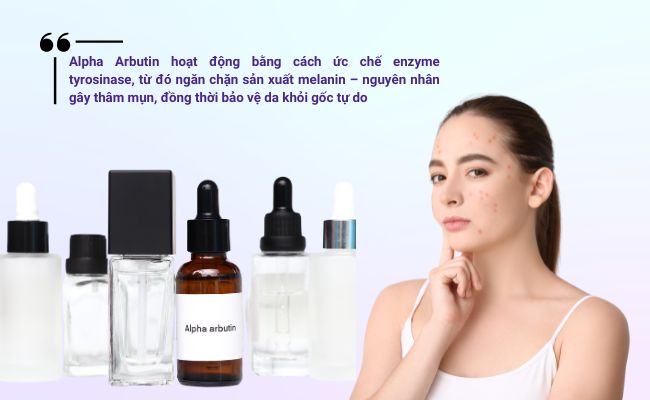 Alpha Arbutin hoạt động bằng cách ức chế enzyme tyrosinase, từ đó ngăn chặn sản xuất melanin – nguyên nhân gây thâm mụn
