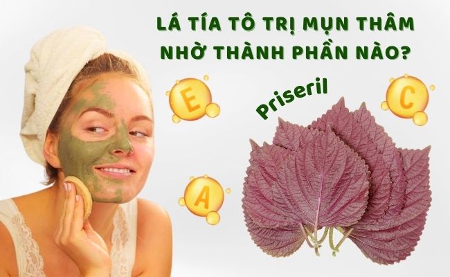Lá tía tô trị mụn thâm nhờ thành phần nào?