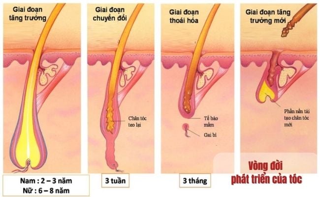 Vòng đời phát triển của tóc