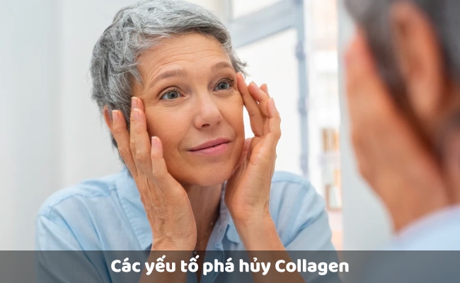 Các yếu tố phá hủy Collagen