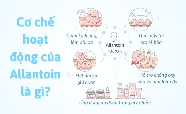 Cơ chế hoạt động của Allantoin là gì?