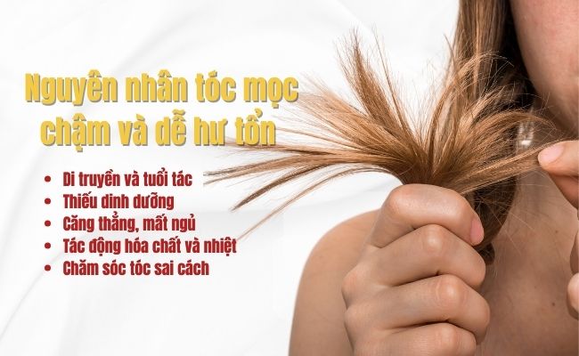 Nguyên nhân tóc mọc chậm và dễ hư tổn