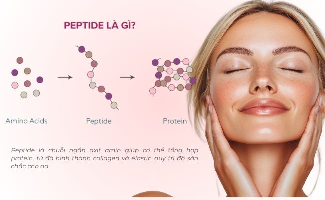 Peptide là gì?
