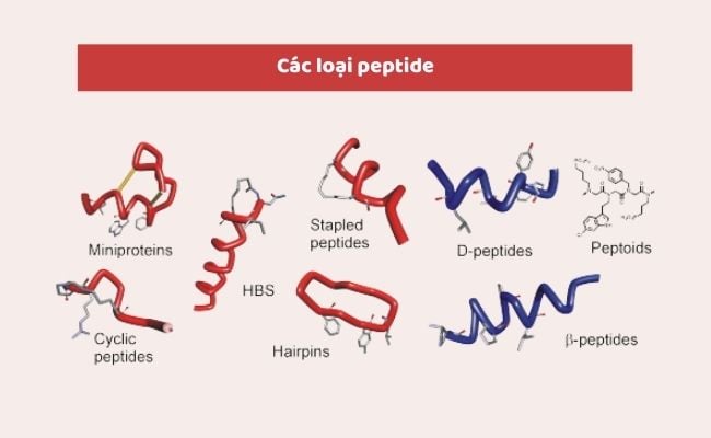 Các loại Peptide