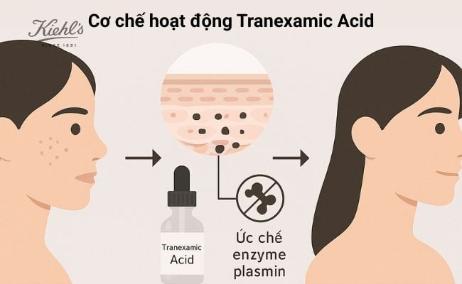 Cơ chế hoạt động của Tranexamic Acid