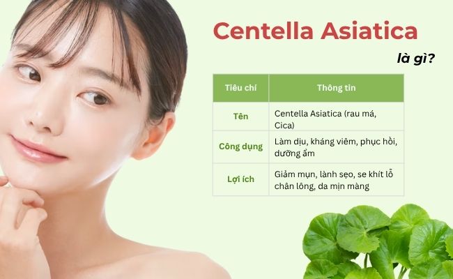 Centella Asiatica là gì