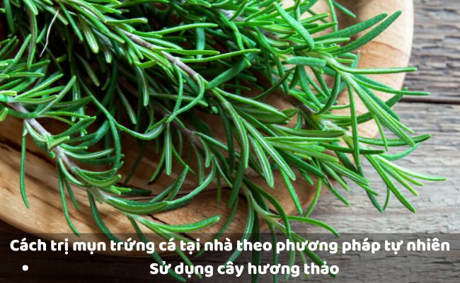 Trị mụn trứng cá bằng cây hương thảo


