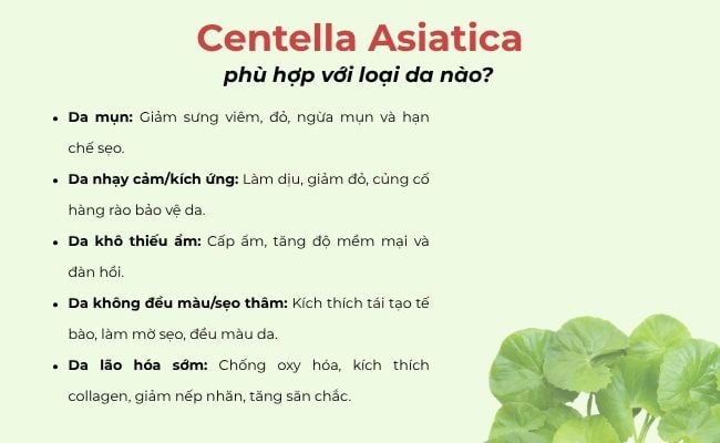 Centella Asiatica phù hợp với loại da nào