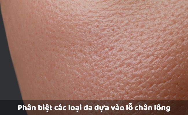 Phân biệt các loại da dựa vào lỗ chân lông


