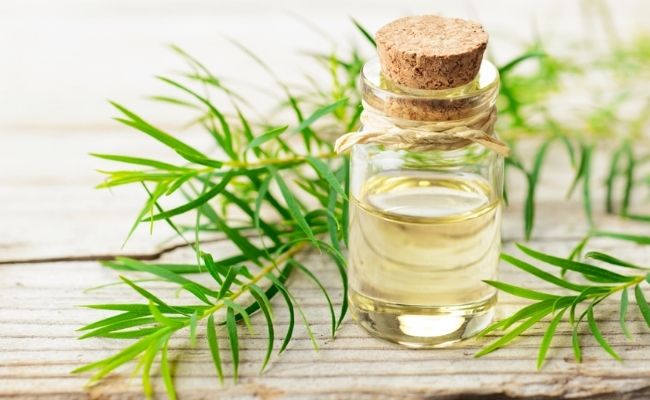 Cách trị mụn ẩn tại nhà bằng tinh dầu tràm trà