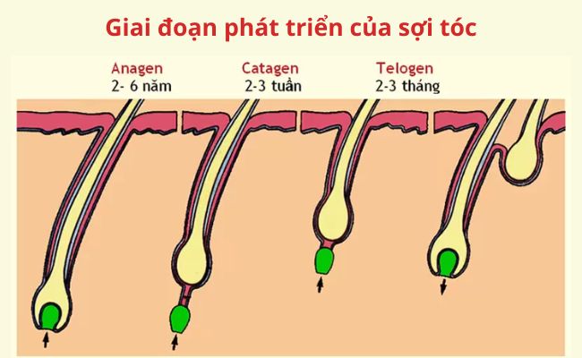 Hiểu rõ giai đoạn phát triển của sợi tóc
