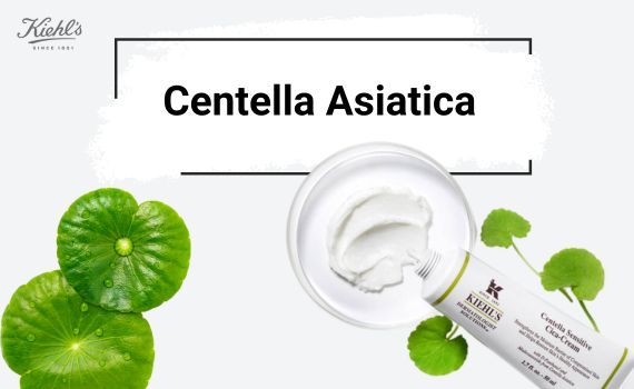 Hình ảnh minh họa về centella asiatica